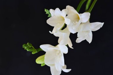 Siyah arkaplanda beyaz orkide çiçekleri