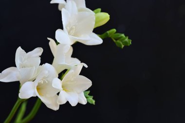 Siyah arkaplanda beyaz orkide çiçekleri