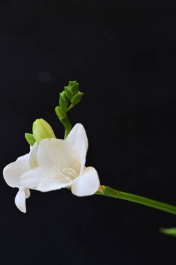 Siyah arkaplanda beyaz orkide çiçekleri