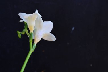 Siyah arkaplanda beyaz orkide çiçekleri