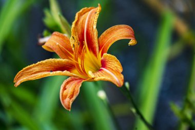 Bahçedeki güzel zambak çiçekleri.