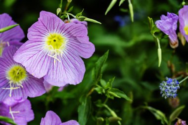 Bahçede büyüyen pembe çiçeklerin yakın görüntüsü