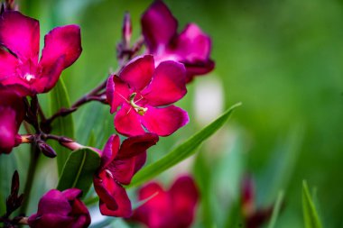 Bahçede büyüyen pembe çiçeklerin yakın görüntüsü