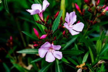 Bahçede büyüyen pembe çiçeklerin yakın görüntüsü