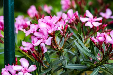 Bahçede büyüyen pembe çiçeklerin yakın görüntüsü