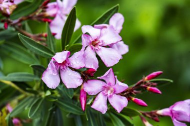 Bahçede büyüyen pembe çiçeklerin yakın görüntüsü