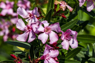 Bahçede büyüyen pembe çiçeklerin yakın görüntüsü