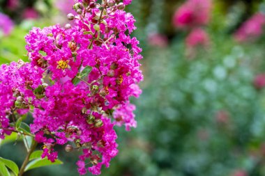 Bahçede büyüyen pembe çiçeklerin yakın görüntüsü