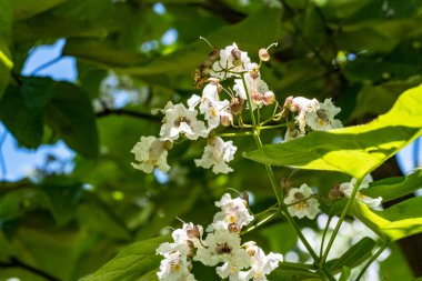 Bahçedeki bir ağacın beyaz çiçekleri
