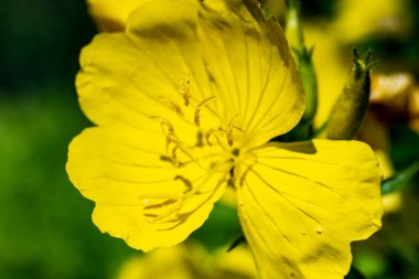 Bahçede açan güzel sarı çiçekler..