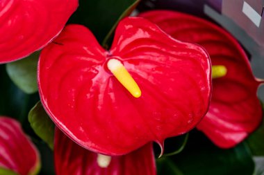 Güzel kırmızı ve sarı orkide