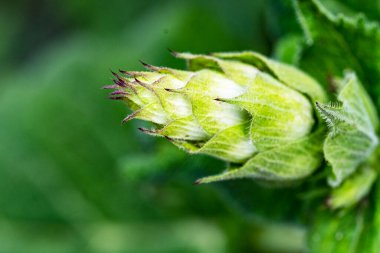 Taze olgun kozalaklara yakın dur.