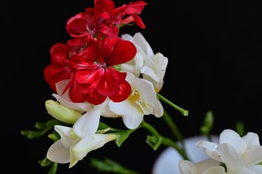 Güzel yasemin ve kırmızı bahçe çiçekleri siyah arka planda