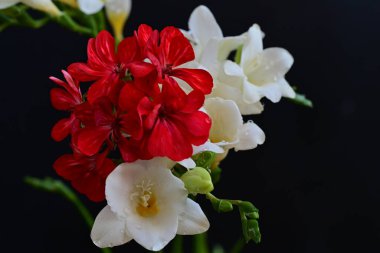 Güzel yasemin ve kırmızı bahçe çiçekleri siyah arka planda