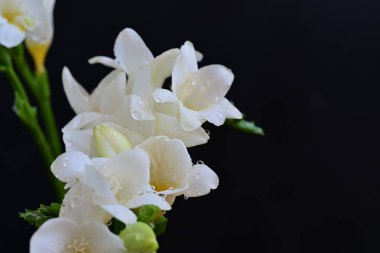 siyah zemin üzerine beyaz Yasemin çiçekleri 