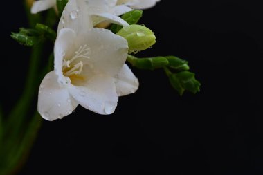 siyah zemin üzerine beyaz Yasemin çiçekleri 