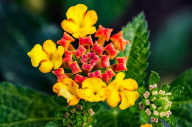 Güzel botanik fotoğrafı, doğal duvar kağıdı.