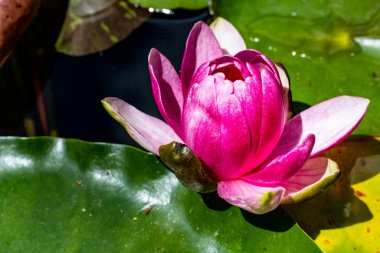 Havuzda pembe nilüfer veya nilüfer çiçeği