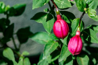 Güneşli yaz gününde bahçede yetişen güzel çiçekler.