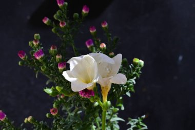 Güzel botanik fotoğrafı, doğal duvar kağıdı. 