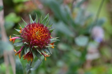 Gaillardia pulchella flower in garden.  clipart