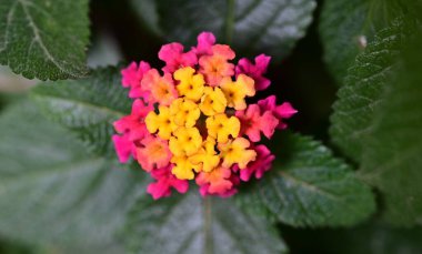 Güzel çiçek bahçede büyüyen