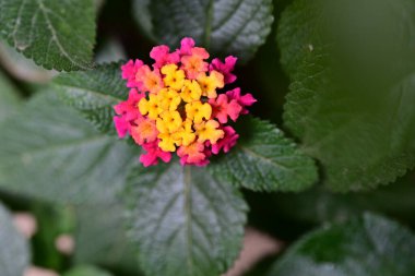 Güzel çiçek bahçede büyüyen