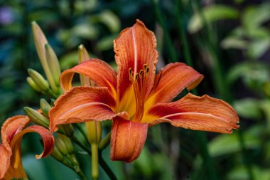 Güzel çiçeklerin güzel manzarasını kapat. 