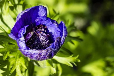 Güzel çiçek bahçede büyüyen