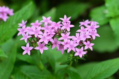 Bahçede büyüyen pembe çiçeklerin yakın görüntüsü