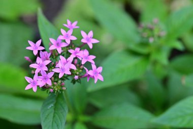 Bahçede büyüyen pembe çiçeklerin yakın görüntüsü