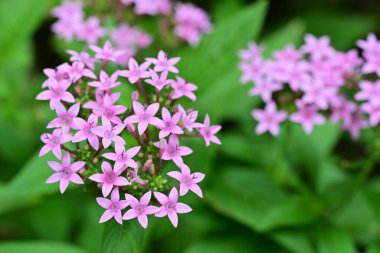 Bahçede büyüyen pembe çiçeklerin yakın görüntüsü