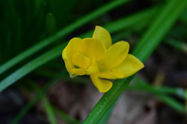 Bahçede açan güzel sarı çiçekler..