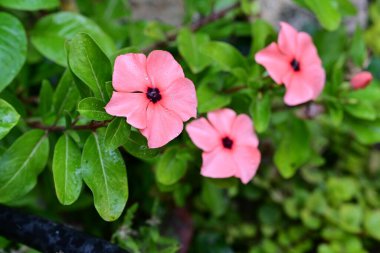 Bahçede büyüyen pembe çiçeklerin yakın görüntüsü