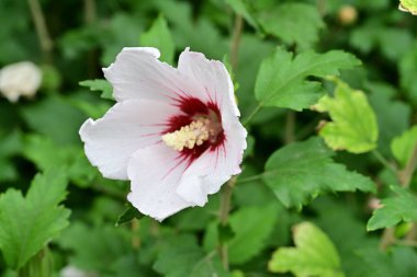 Bahçede büyüyen pembe çiçeklerin yakın görüntüsü