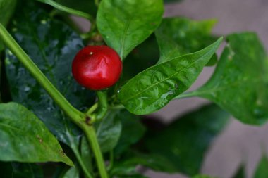 Serada yetişen kırmızı biber