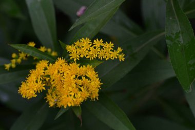 Bahçede açan güzel sarı çiçekler..