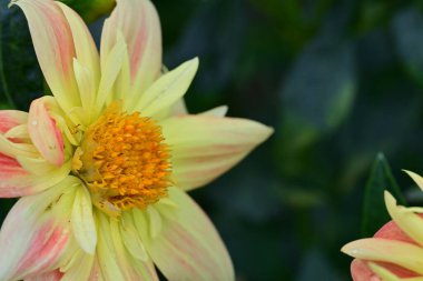 Bahçedeki güzel Gerbera çiçeği