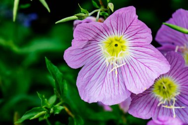 Bahçede büyüyen pembe çiçeklerin yakın görüntüsü