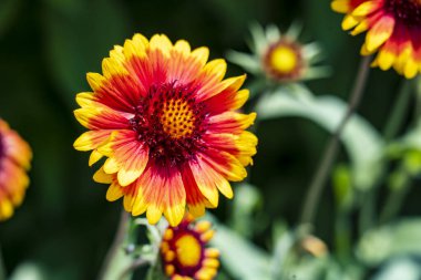 Bahçedeki güzel Gerbera çiçeği