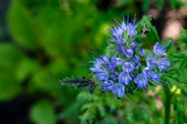 Güzel çiçek bahçede büyüyen