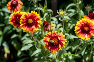 Bahçedeki güzel çiçekler