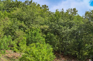 Parkta gündüz vakti yeşil bitkiler ve ağaçlar