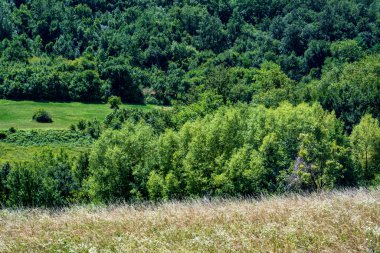 Parkta gündüz vakti yeşil bitkiler ve ağaçlar