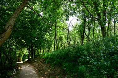 Parkta gündüz vakti yeşil bitkiler ve ağaçlar