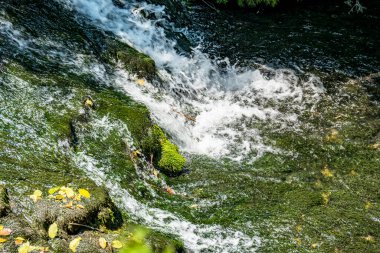 Ormanda güzel bir şelale