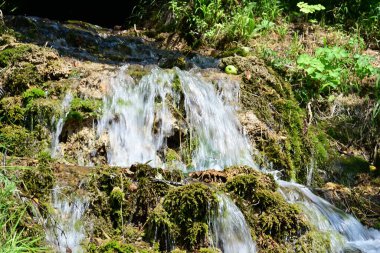 Dağ ormanında şelale 