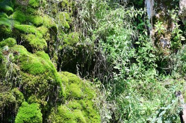 Dağ ormanında şelale 