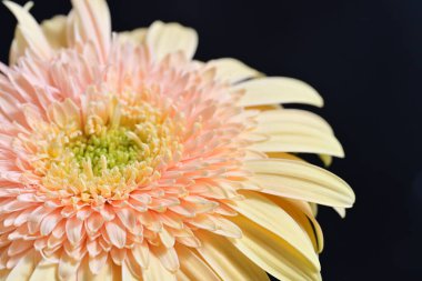 Gerbera çiçeği koyu arkaplanda