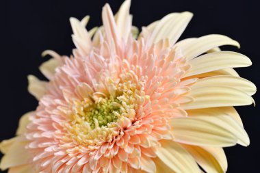 Gerbera çiçeği koyu arkaplanda